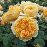 Краун принцесс маргарет_0x160 Любимый сад